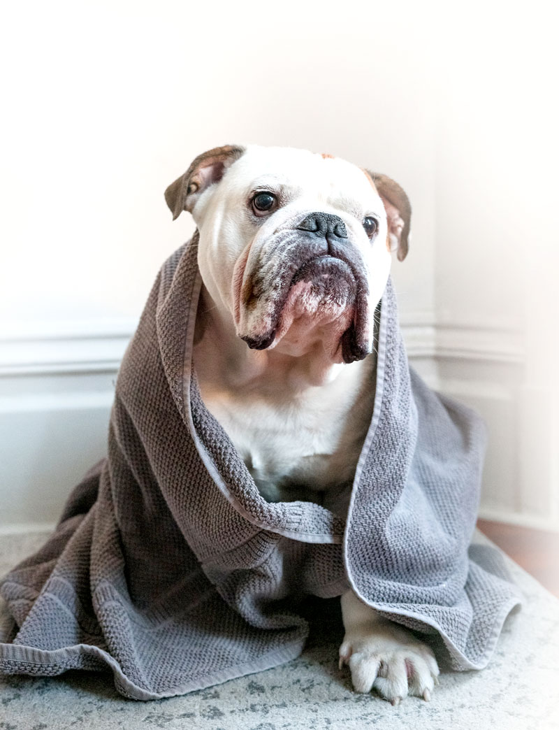 Grooming Dog Boarding of Myrtle Beach